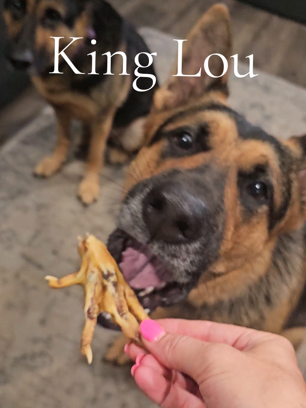 Can go wrong with King Lou chicken feet! Natural toothbrush for your dogs. 🐾🐶 #ChickenFeet #DogTreats #DentalCare #Kinglou @King Lou 