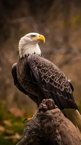 #eagles_g1 #Eagles#nature  #águila #aguilavideosAi#amazing  #العقاب_الذهبي #TheLargestEagle #Eagles#amazinganimalsworld 