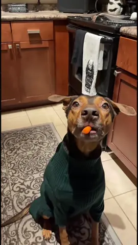 Telling my dog to take just a small bite #dogsoftiktok #dogs #funnydogs #funnypets #funnypet 