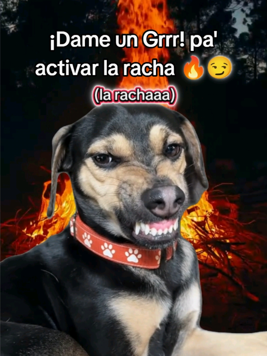 la racha 🔥 #laracha #racha #fyp #paratii #larachaaaaaaaaaa🔥 #larachaaaaa🔥🔥🔥 #paratiiiiiiiiiiiiiiiiiiiiiiiiiiiiiii #foryoupage❤️❤️ #foryoupage #amigo #dejatu❤️ 