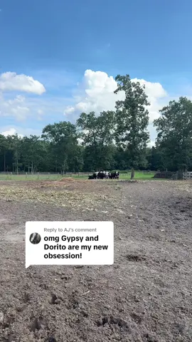 Replying to @AJ  Popeye is playing shy 😂😂 but had to show how the genes run strong!  #bullcalf #farming #farmtok #calvingseason #calvesoftiktok 