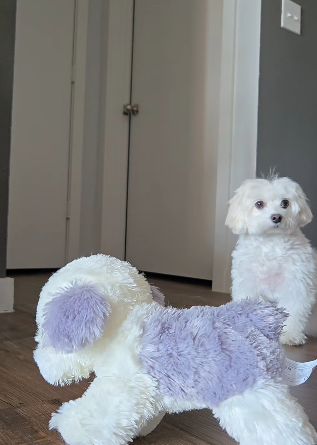 Don't worry he's okay 😆❤️ #dogmom #dogsoftiktok #maltese #cutedog #fluffyal 