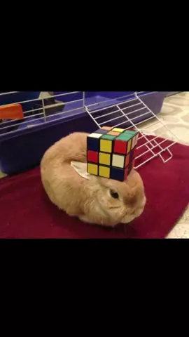 #крол #кролик #кролики #смешной #bunny #zionism #bunnies #rabbit 