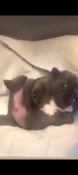 oooo me quedo horrible | #xyzbca #tiktok #viral #foryoupage #foryou #pibble #pibbleiloveyou #pibblesilly#podercerdito❤️ @TikTok 