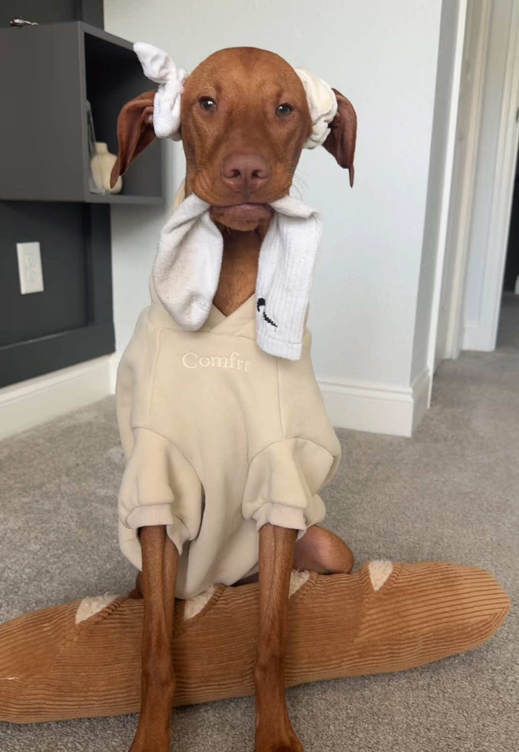 Dobby is freeeee 🪄🧙 #dobby #dogsoftiktok #dog #dogsoftiktokviral #funnydog #funnydogvideos #puppy #fyp 
