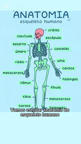 Anatomia #corpohumano #anatomia #