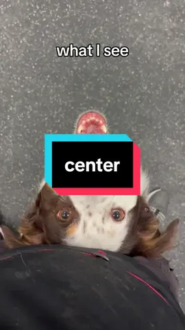 “center” is a fan favorite for me for this reason #DogTraining #dogtrainer #dogtrick #dogtricktraining #trickdog  