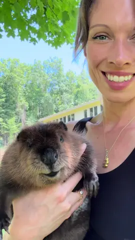 Swim time with Archer! This is her last outdoor swim for a little while, because she had to have one more procedure done to drain the final deep abscesses from her bite wounds . Hopefully this is the last time.  From over 30 deep puncture wounds down to just three small pockets that need healing.  She's really overcome so much.🥰🦫 Stay tuned it's been a busy week and many exciting beaver updates are coming soon! #wildliferehabilitation #wildliferehab #animalrescue #wildliferescue #beaver #rescuerehabrelease #beaverrescue #wildliferehabber
