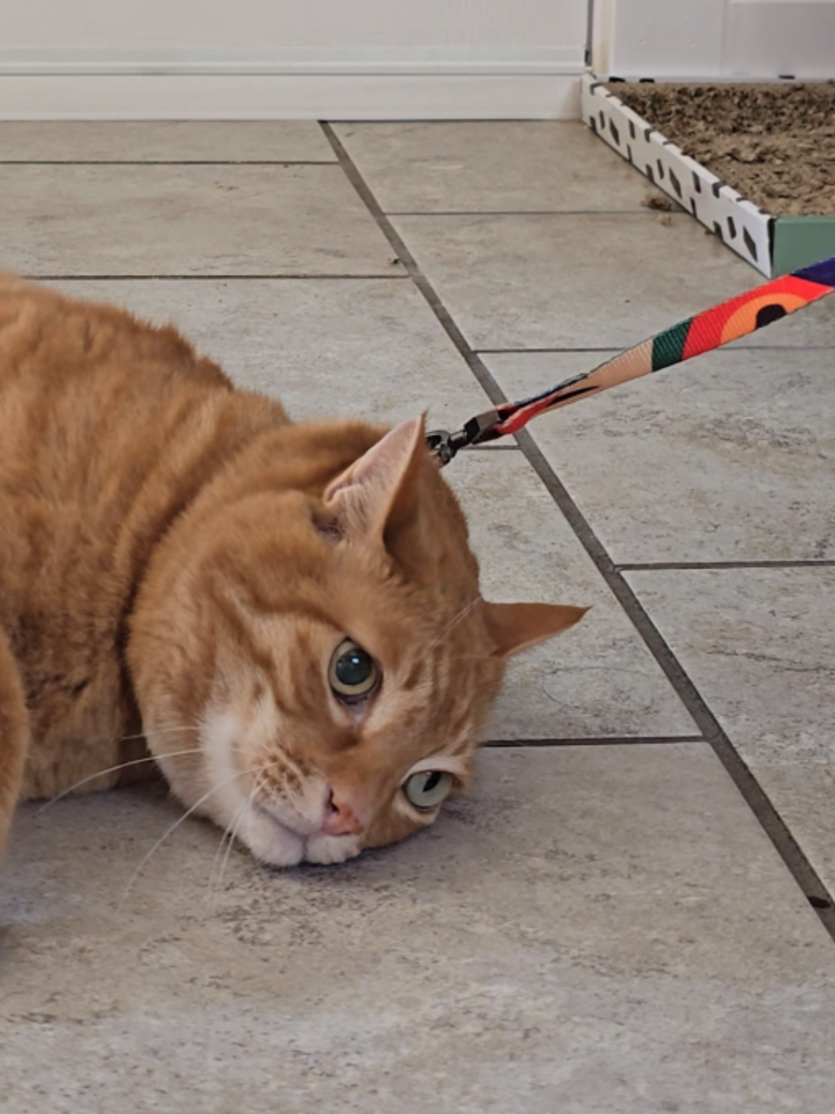 No, I'll keep posting my cat! #catlover #cat #orangecat #fyp  #gato #고양이 #neko 