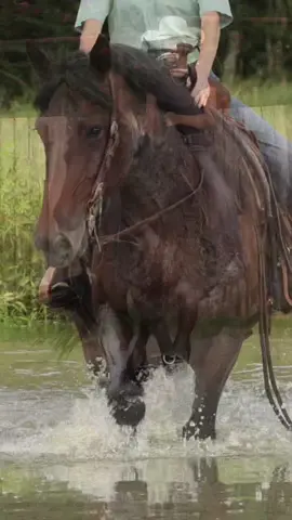Cute little Draft Cross Mare 💙❤️ #ellie