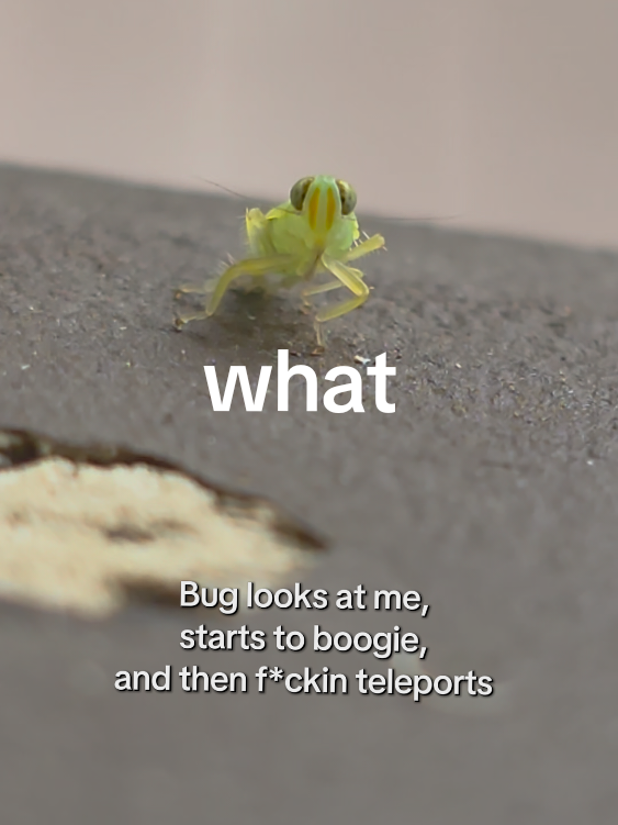 Hey guys what does this mean? #bug #boogie #dancing #nature #feelingit #bugstankyleg #fy 