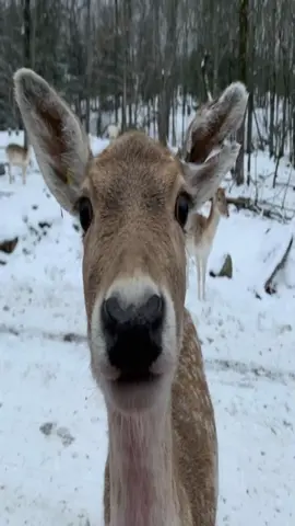 #deer #deers 