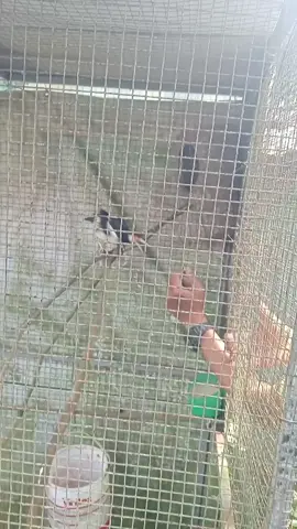 setelah sekian purnama akhirnya brojol juga😅😅 #HobbyBurung #KicauMania #TernakBurung