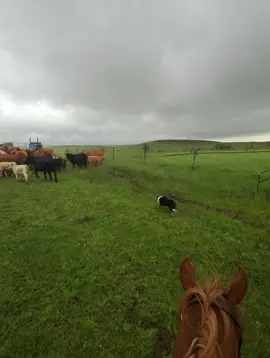 Giving everyone fair warning next few months might be a Iris overload.  She sure is fun to share some miles with.  #cowdogs #stockdog #herdingdog #bordercollie 