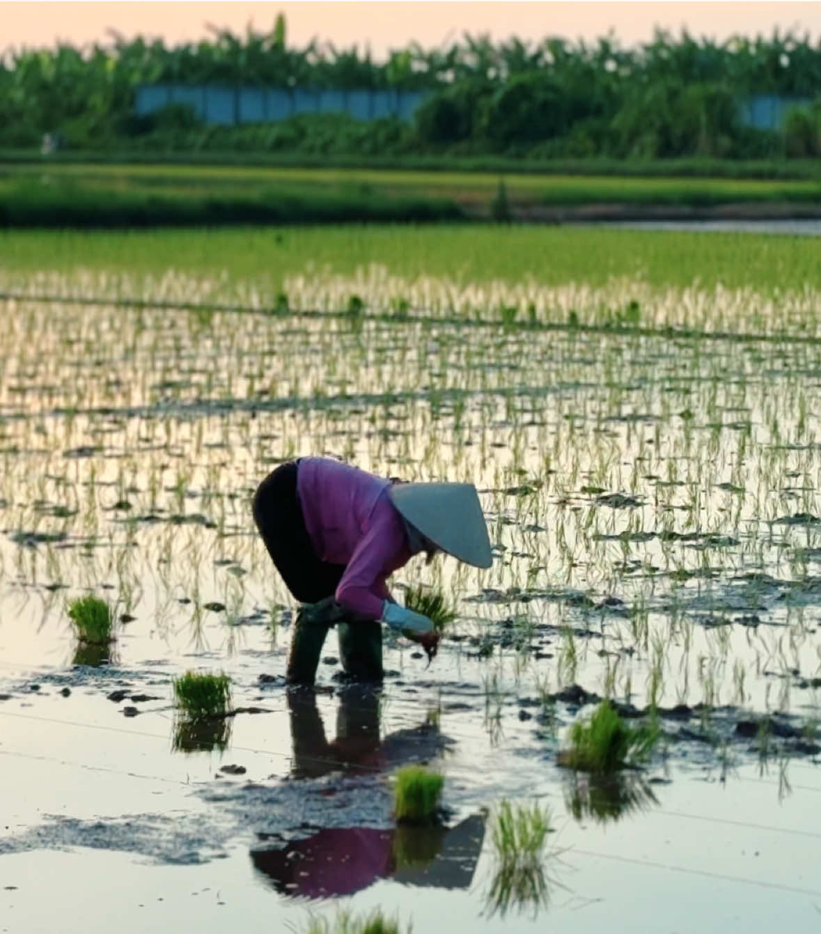Khi thành phố còn say ngủ, ở quê hương tôi, những người nông dân đã thức dậy từ rất sớm, lội ruộng, cúi mình bên thửa lúa xanh non. Mỗi giọt mồ hôi họ rơi xuống là một hạt vàng mọc lên từ đất mẹ. 🌾☀️ #travel #xh #foryou #fyp #tienhaithaibinh #chill #trending 