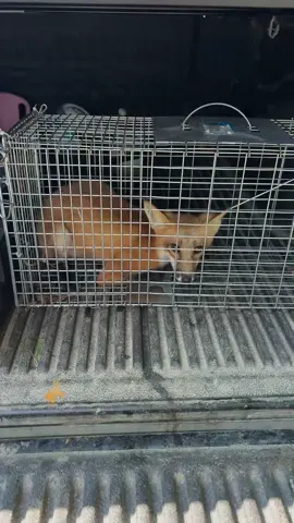 Successful fox release #foxes #trapper #Love #nature #fyp #fypシ #fypシ゚viral #foryoupage #forestdr #forestdoctor #trapping #Outdoors #instagram #reels #Facebook #TikTok