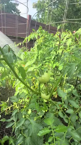 A slow kind of happiness. #gardening #garden #gardenupdate #gardenproject #gardentokitchen #gardendesign #tomato #plants 