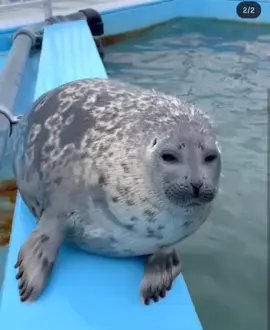 gyu full video#yochantheseal #yochan #cute #adoreable #sealtok #seal #tokkaricenter 