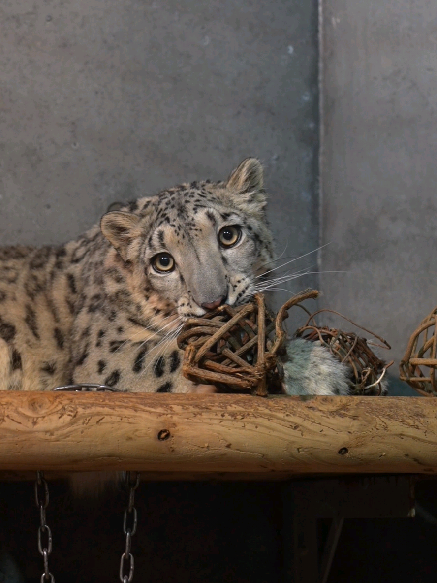 ヒメの強烈スマッシュ！！💥 ⁡ ⁡#いしかわ動物園⁡ ⁡ #ユキヒョウ ⁡ ⁡ #ヒメル 