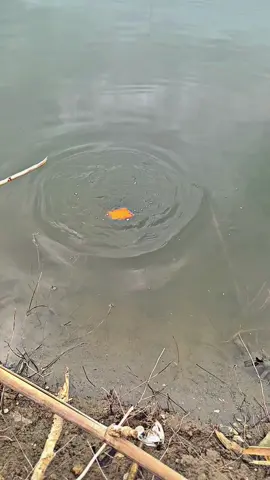 absen yang pernah dapet red devil🗿 . . . . . #mancing #reelspancing #mancingbagan #mancingikan #mancingliar #mancingsungai #mancinglaut #mancingmania #mancingcasting #mancingmaniamantap #mancingmaniatrans7 #mancingmania7 #mancingindonesia #mancingmaniak #mancingikanmas #mancinglucu #mancingjigging #mancingpopping #mancingkali #mancingbelut #mancingmaniajogja #mancingkolam #mancingkali #mancingcumi #storymancing #mememancing #foryou #foryoupage #foryourpage #fypage #fypreelsシ゚viralシ 