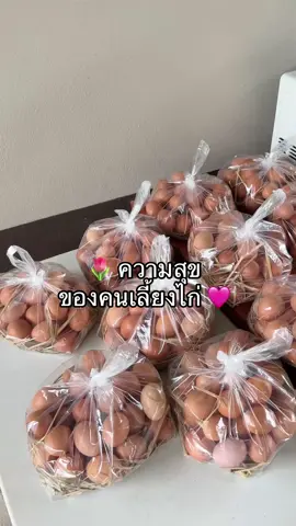 ความสุขของคนเลี้ยงไก่ก็มีเท่านี้ 🩷 #เก็บไข่ #ไข่ไก่ #ไข่ไก่อารมณ์ดี #มือใหม่เลี้ยงไก่ไข่ #เลี้ยงไก่ไข่ 