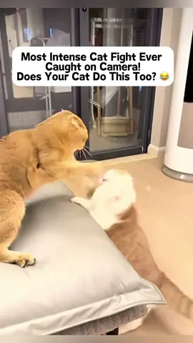 CRAZY! Most Intense Cat Fight Ever Caught! #shorts #funnycats #catfight #petvideos #viral