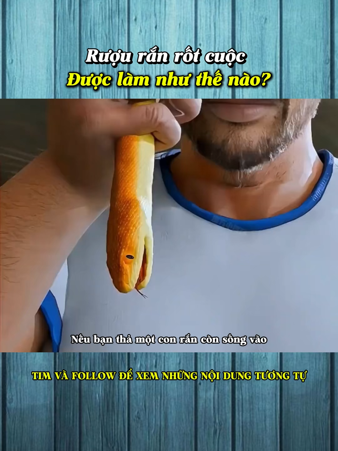 Rượu rắn rốt cuộc được làm như thế nào?#LearnOnTikTok #khampha #kienthucthuvi #kienthuc #khoahoc #giaitri #xh