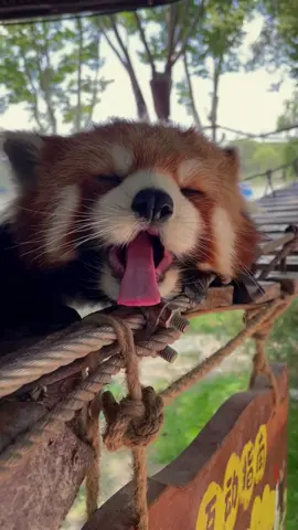 #pet #PetsOfTikTok #cure #warmth #RedPanda The pink little tongue is so cute
