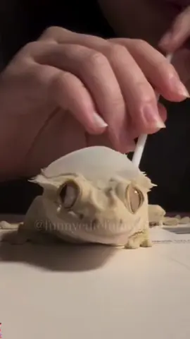 Have you ever seen such a big gecko?#lizard #gecko #pets #funny #funnyvideos #fyp 