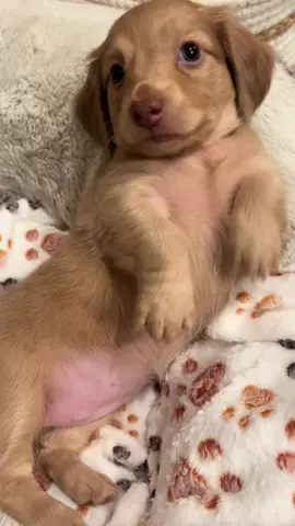 dolly when she wants her belly rubs 😆  #fyp #creatorsearchinsights #puppy #trending #minidachshund #minidoxiepuppy #dachshund #minidachshundpuppy #minidachshundpuppytiktok #puppiesoftiktok #dachshunddog #puppylove #longhaireddachshund 