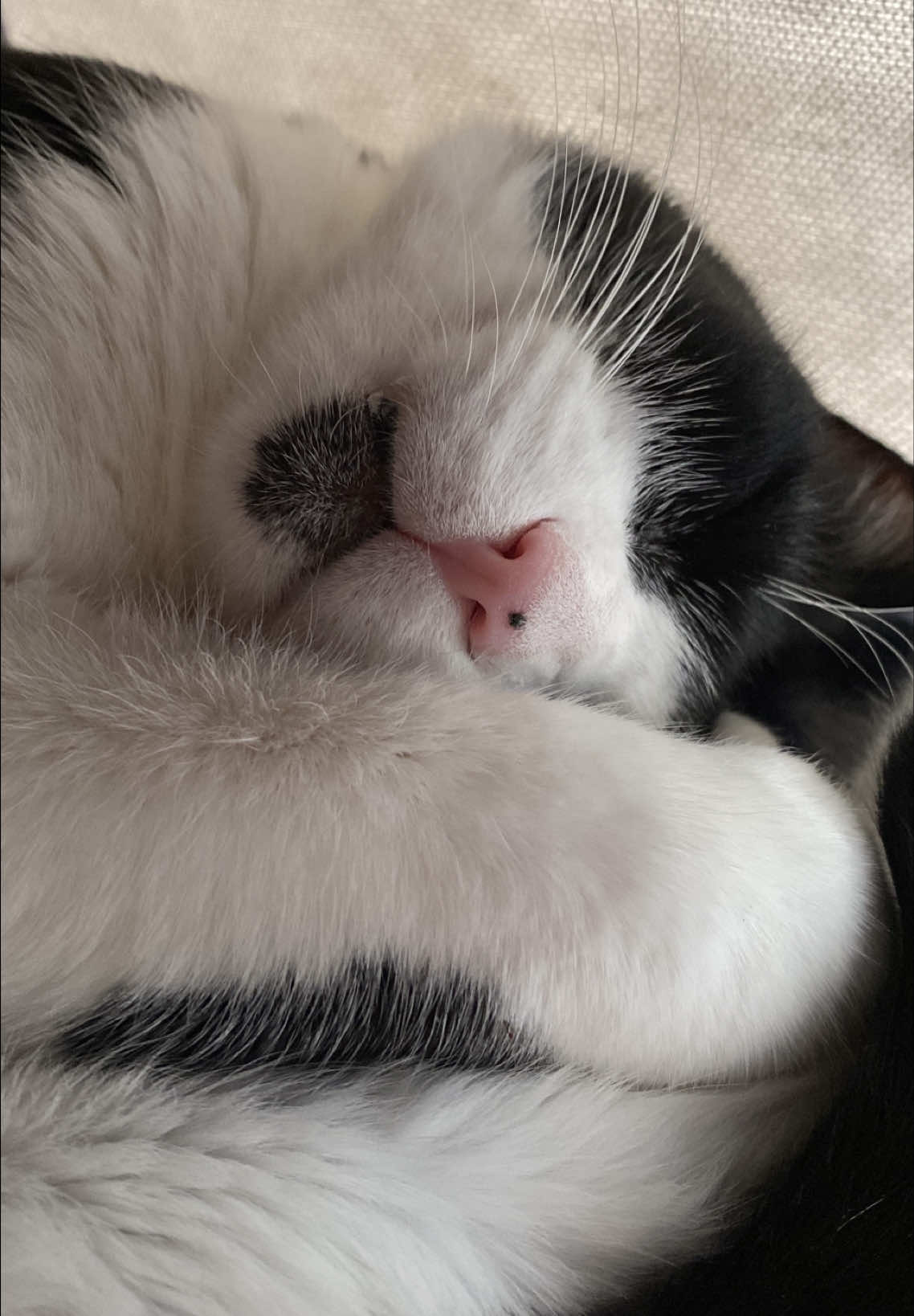 #catlife #cats ##viral #followme #lisebueno 