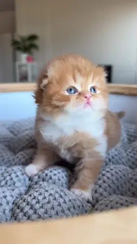 Cudowny Imbir❤️🥰🌷#cats #kitten #scottishstraight #scottishfoldlovers #catstagram #slodkiemisie #catsofinstagram 