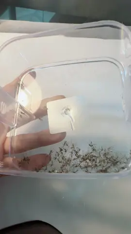 Đèn bắt muỗi tia uv cao cấp, máy bắt muỗi diệt côn trùng thông minh có quạt hút cổng USB chính hãng tích điện #xuhuong #denbatmuoithongminh #denbatmuoi #dogiadung 