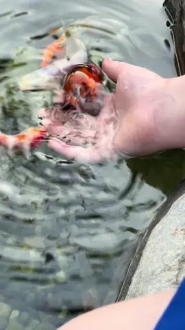 Squishy and Cleo: The Ranchu goldfish constantly swim into your hand and wag their tails! #lookatme #ranchu #ranchugoldfish #ranchulove #ranchusofinstagram 