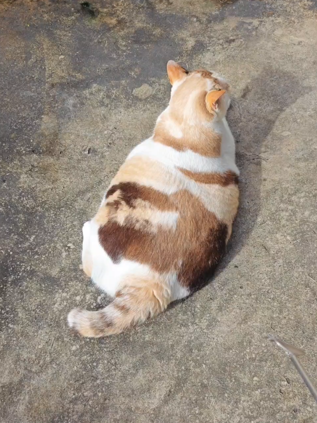 ใครทำขนมตกไว้คะ ✨🌞😺🍞🥞 #แมวอ้วน #Luckycat #คุณตัวตัน #猫 #cat #catsoftiktok #เธรดความรู้สึก #catlover 