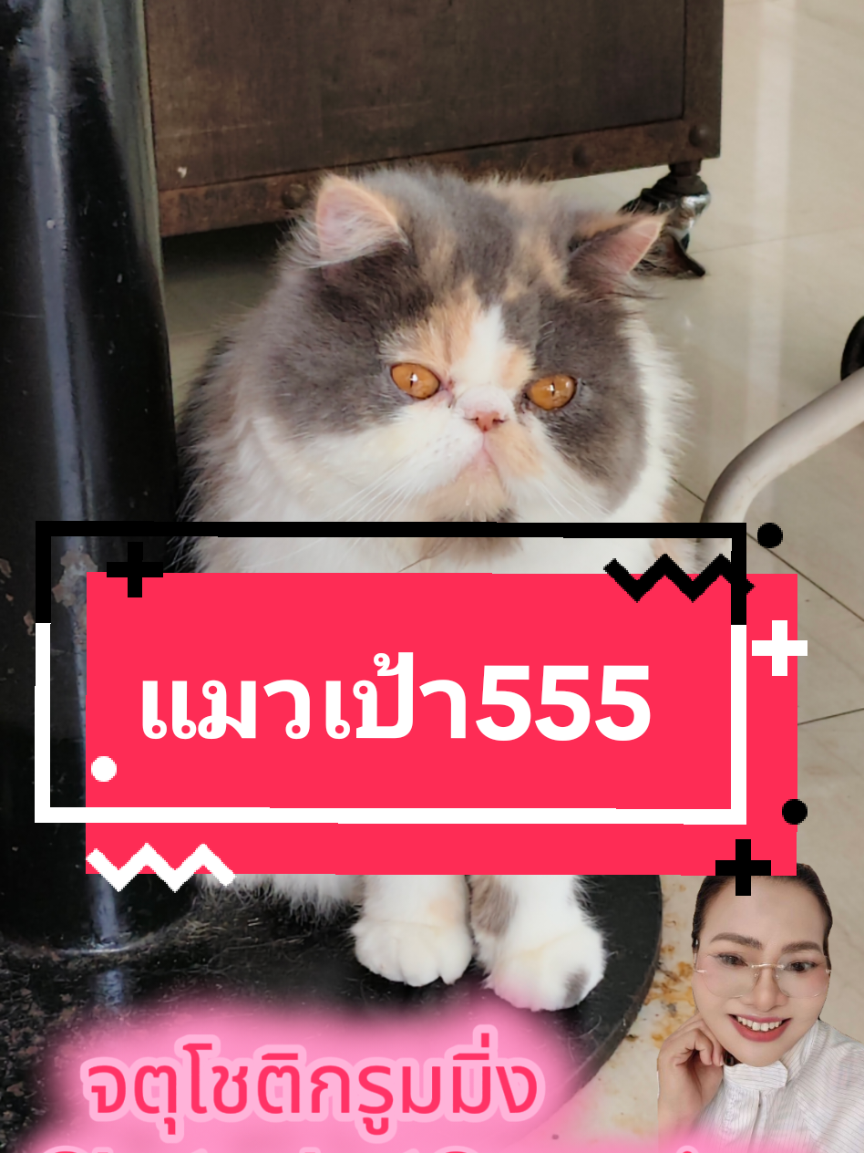 เปิดล้านคะโทรจองคิว:065-598-6498 แอดไลน์:0655986498#ร้านตัดขนจตุโชติ #ร้านอาบน้ำตัดขนถนนจตุโชติ #อาบน้ำตัดขนสุนัขและแมวถึงบ้าน #รับอาบน้ำตัดขนนอกสถานที่ #chatuchotgrooming99 #ร้านตัดขนจตุโชติ #เปิดค่าการมองเห็น #อาบน้ำสุนัข #อาบน้ำแมว #แหม่มสายไหมchatuchotgrooming 