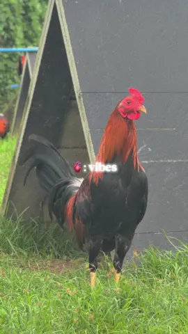 🥰 #manokislife #gamefowl #gamefowlbreeders #gamefowlbreeder #gamefowllife #gamefowlfarm #farm #gamefowlbreeders #gamefowlbreeder #backyardbreeder #manoknapula #dalusapi #sabunggero #sabunggerotiktok #fy #foryou #fyp #foryoupagе 