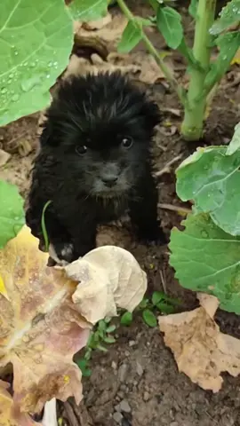 #dogs #dogcute #dogvideos #poordog 
