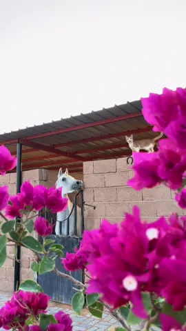 #ماشاءالله #خيل #بسه #الجوهرة #تصويري📸 