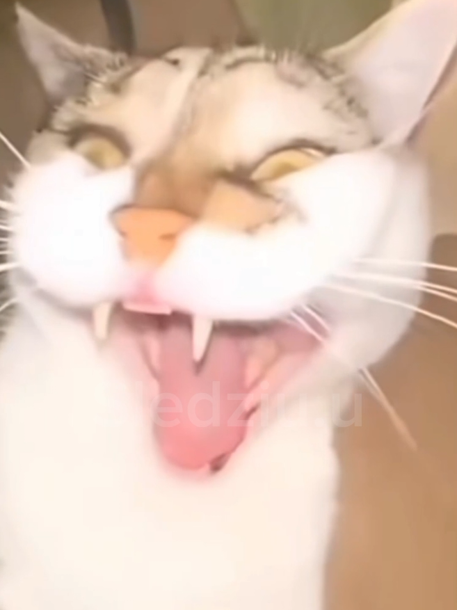MMMMUUUUAAAAAAAAAAAAAAAAAAAAAAAAAAAAAAAAAAAAAAUH🗣️🔥💥 #batcountry #a7x #cats 