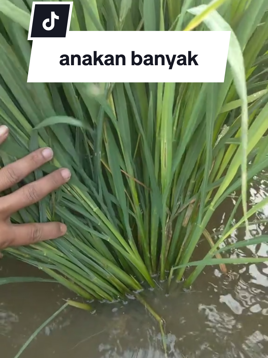 cara memperbanyak anakan padi bisa produktif ,ada yang lebih mudah kenapa harus cari sulit #petanimuda #petanimilenial #azamathalla #fyp 