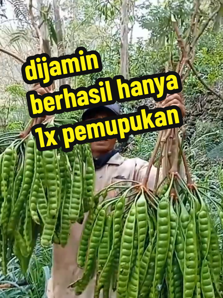 cara melebatkan pohn pete yang sulit berbuah#pyfツ #petaniindonesia🇮🇩🇮🇩🇮🇩🌿🌿 