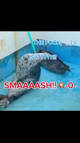 IDK BUT I LOVE SEALSSS ib: @AzuraaVrozz 侍 (I’m flopping💔)#fyp #philippines #fyp #cringe #anime #fyp #fyp #fyppppppppppppppppppppppp #fyppppppppppppppppppppppp #fyppppppppppppppppppppppp 