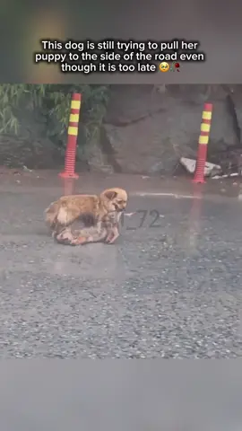 🥀 #dog #doggielife #sad #sadvibes #sadstory #animal #animallife #fyp #viral 