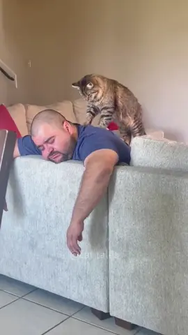 A good helper #cat #catsoftiktok #pets #funny #funnyvideo #funnycat #foryou 