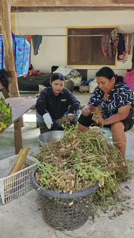 ใกล้หมดหน้าทุเรียนแล้ว ช่วงนี้มันเทศกับถั่วลิสงได้รับผลพอดี เป็นชาวสวนไม่รวยมาก แต่ไม่อดจริงๆค่ะ กินกันยาวๆ  #ลูกชาวสวน #วิถีชีวิตบ้านๆ #สวนตาปอย 