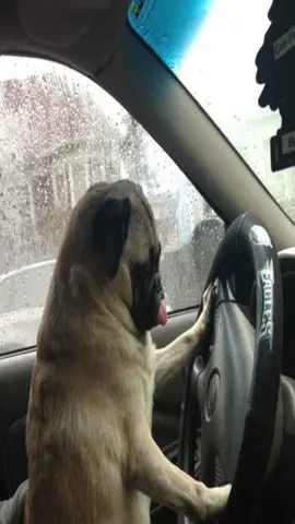 #pug 