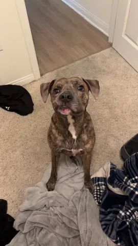 Reminder to get your pets spayed and neutered #weezy #pitbull 