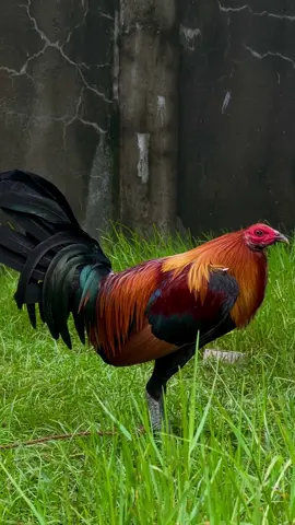 Ganda mo nak 😂😂 Alagang laktamino XE #sabongerotiktok🐓🐓🐓😘  #alagangtunaylakingldi  #moijeangamefarm  #fypage 