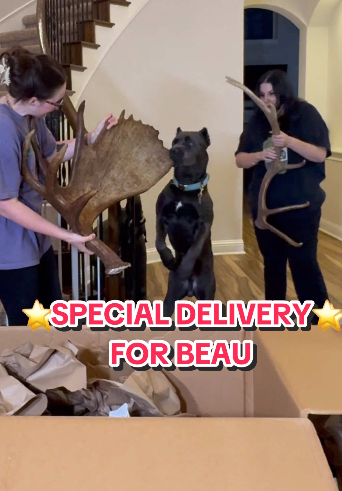 ⭐️SPECIAL DELIVERY⭐️ FOR BEAU⭐️ THANK YOU @Allagash Antlers Shop 😭 #allagashantlers #beauthesilverbackgorilla #gifted #gift #antlers #canecorso #dogtreats